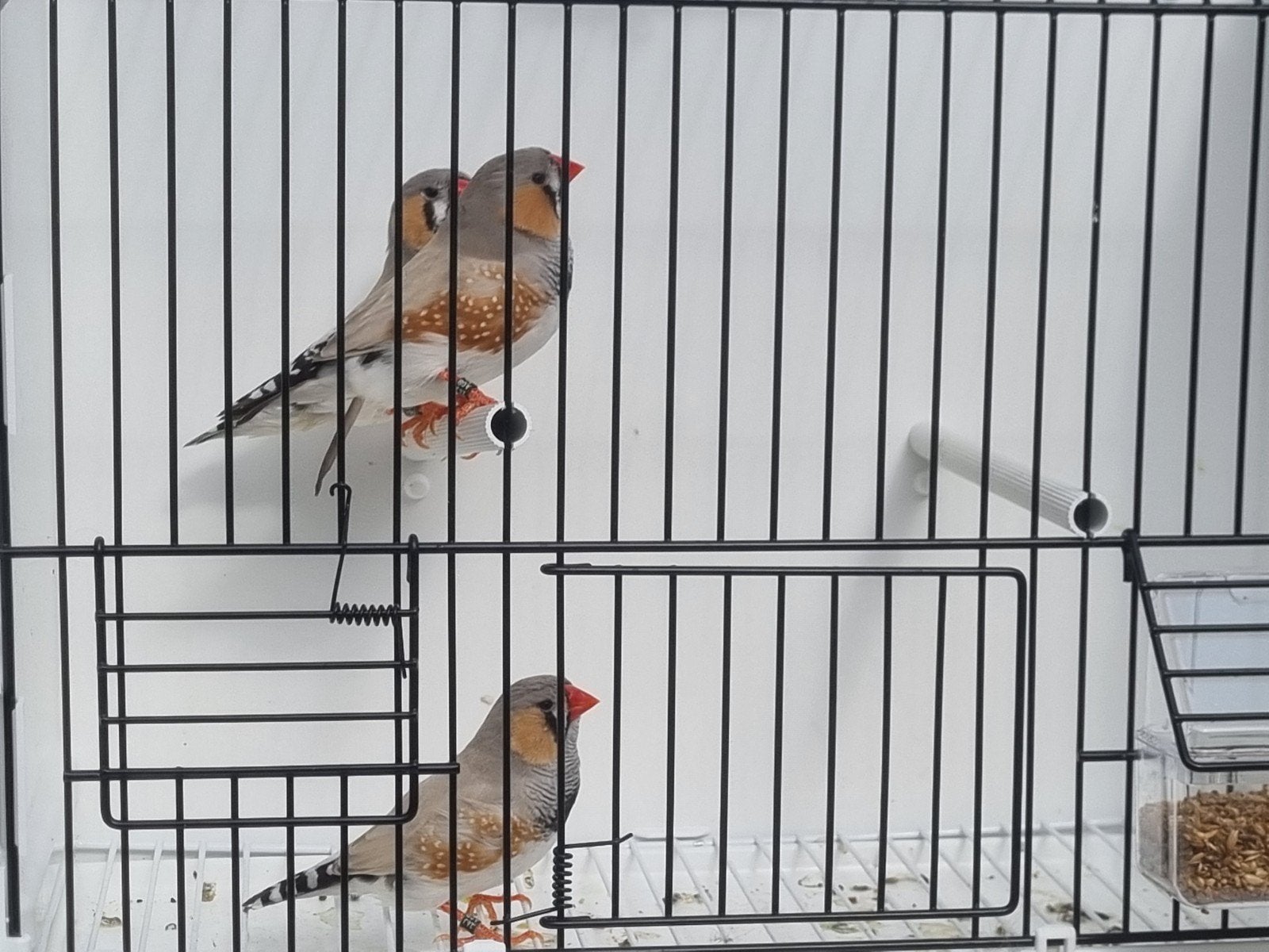3 koppels grote zebravinken