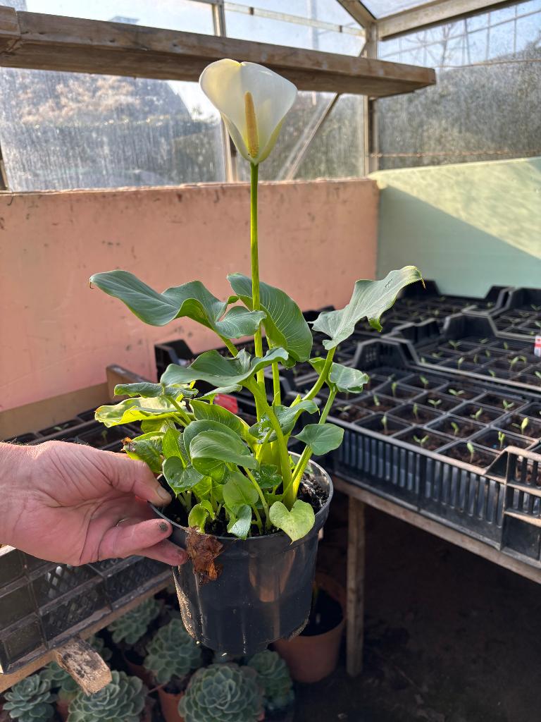 Aronskelk, Tuin en Terras, Planten | Tuinplanten, Ophalen
