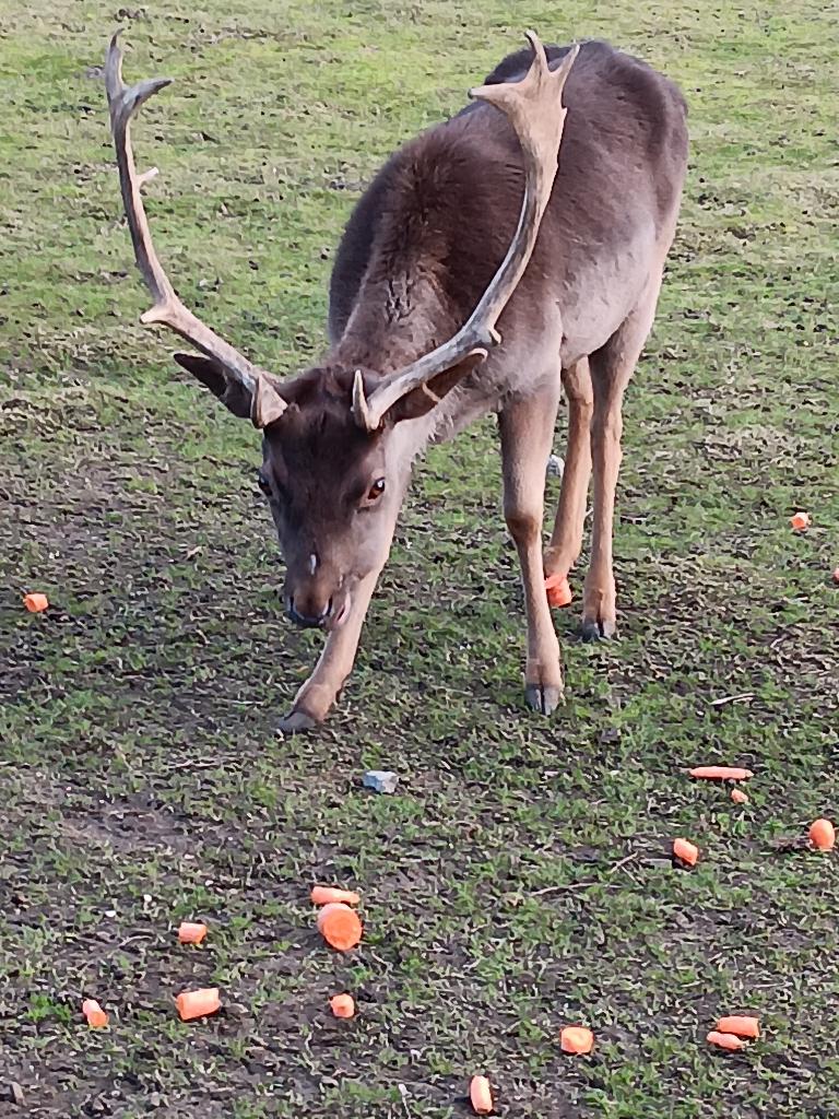 Damhertenboek van 3 jaar oud, Dieren en Toebehoren, September, Mannelijk