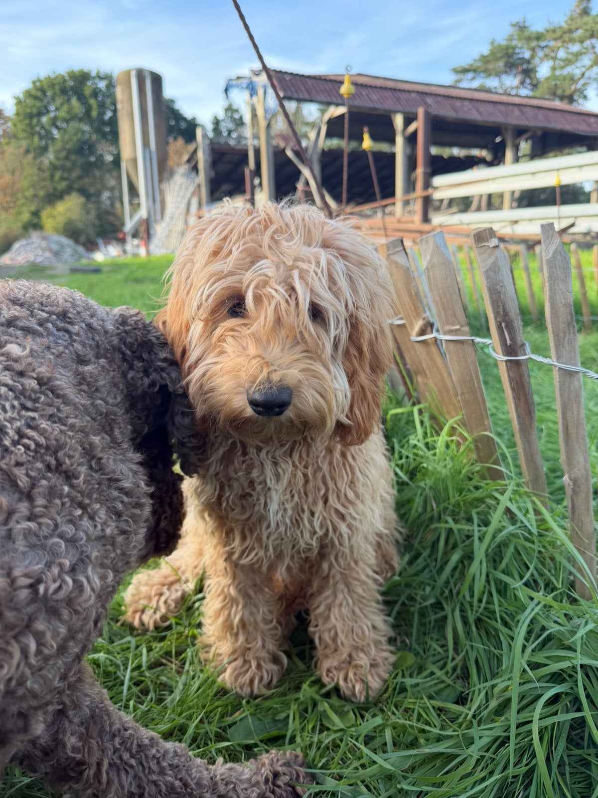 Mooi mini Labradoodle!, Animaux & Accessoires, 15 semaines à 1 an, Chien (mâle), Maladie de Carré (chiens), Belgique