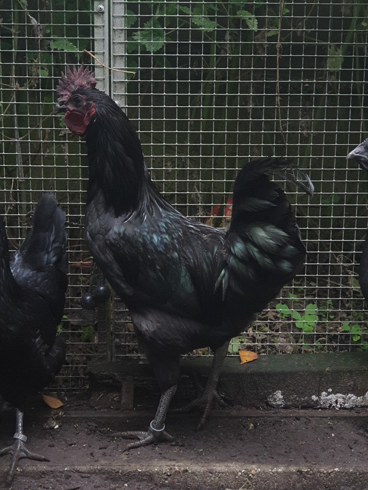prachtige haan !!, Dieren en Toebehoren, Kip
