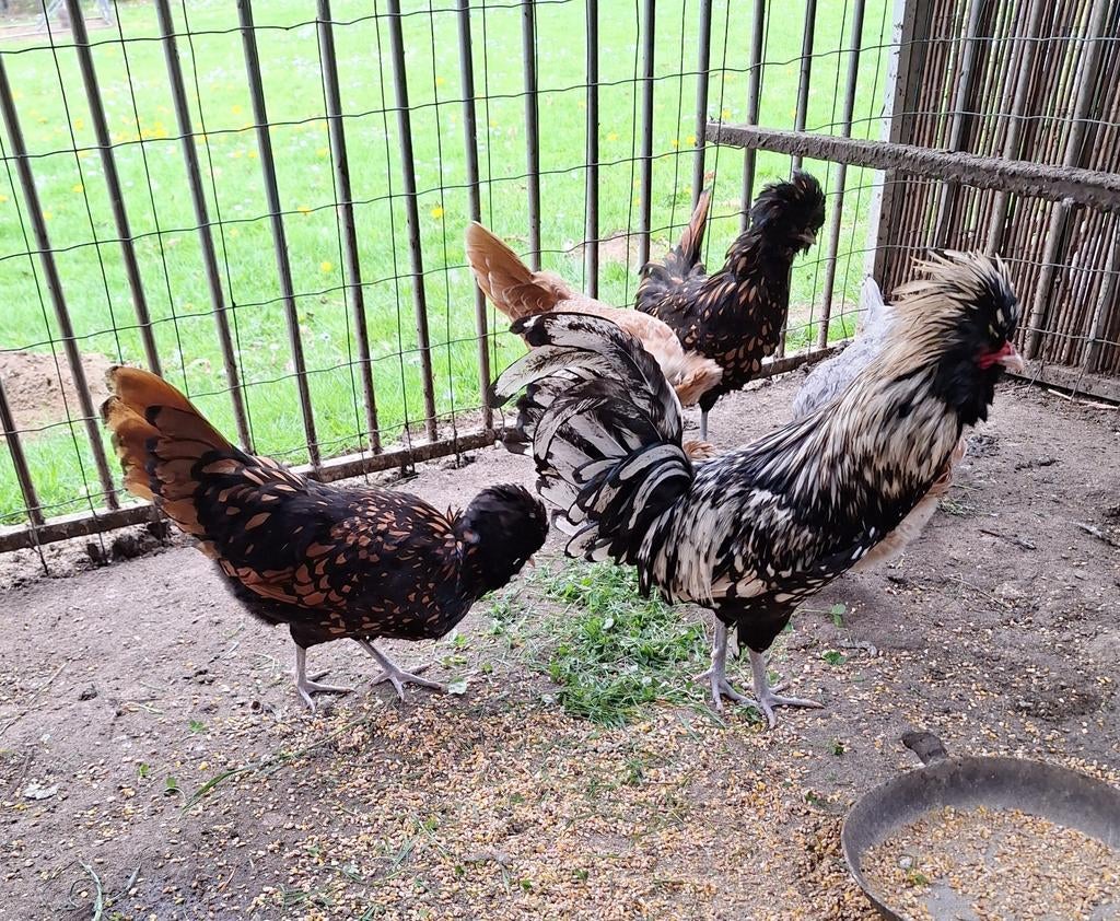 Broedeieren Padua, Dieren en Toebehoren
