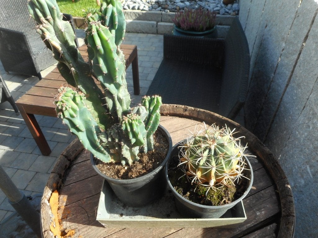 Planten, Tuin en Terras, Ophalen of Verzenden, Vaste plant, Overige soorten, Volle zon