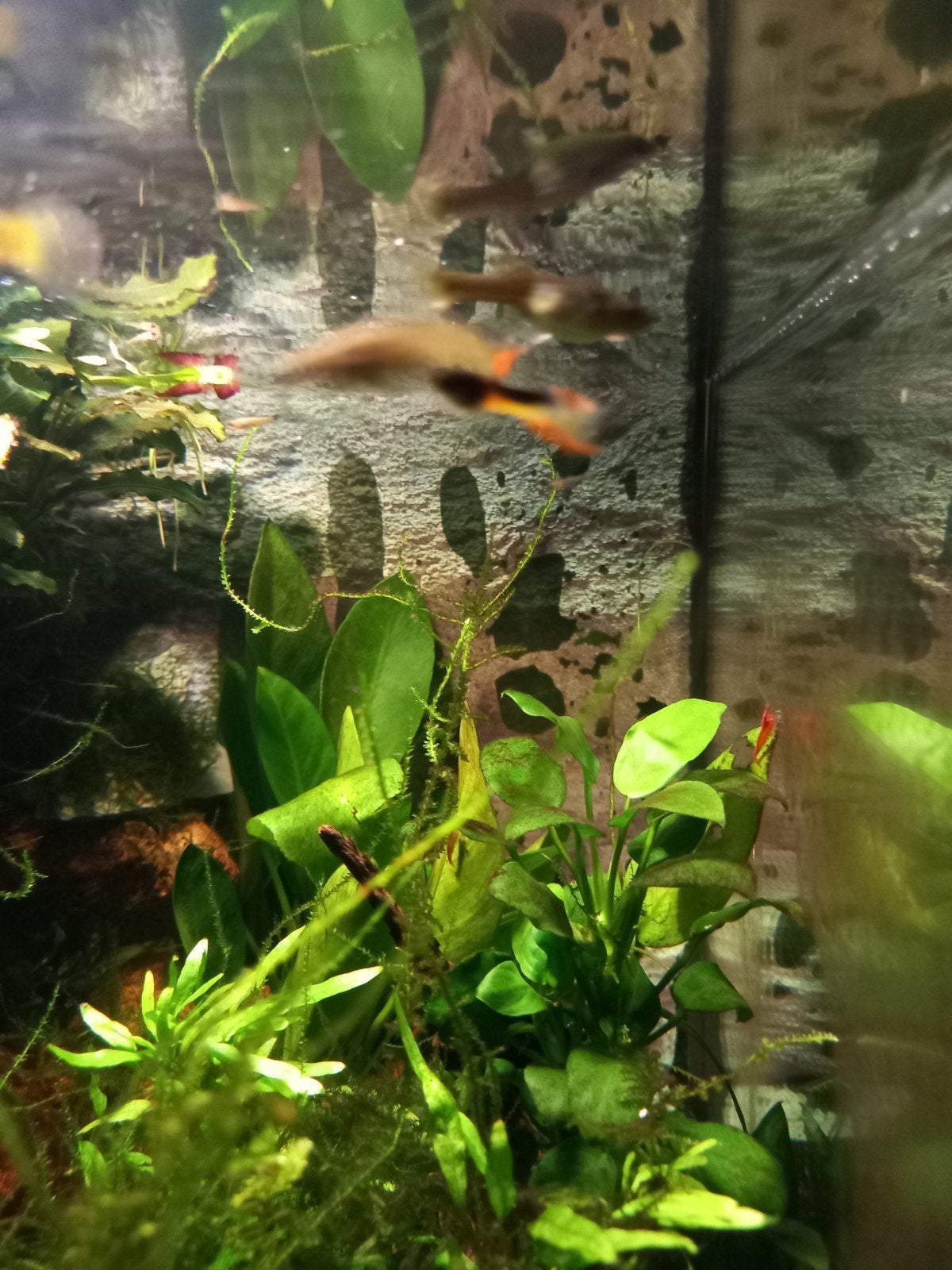 endler guppy half tuxedo geel, Dieren en Toebehoren