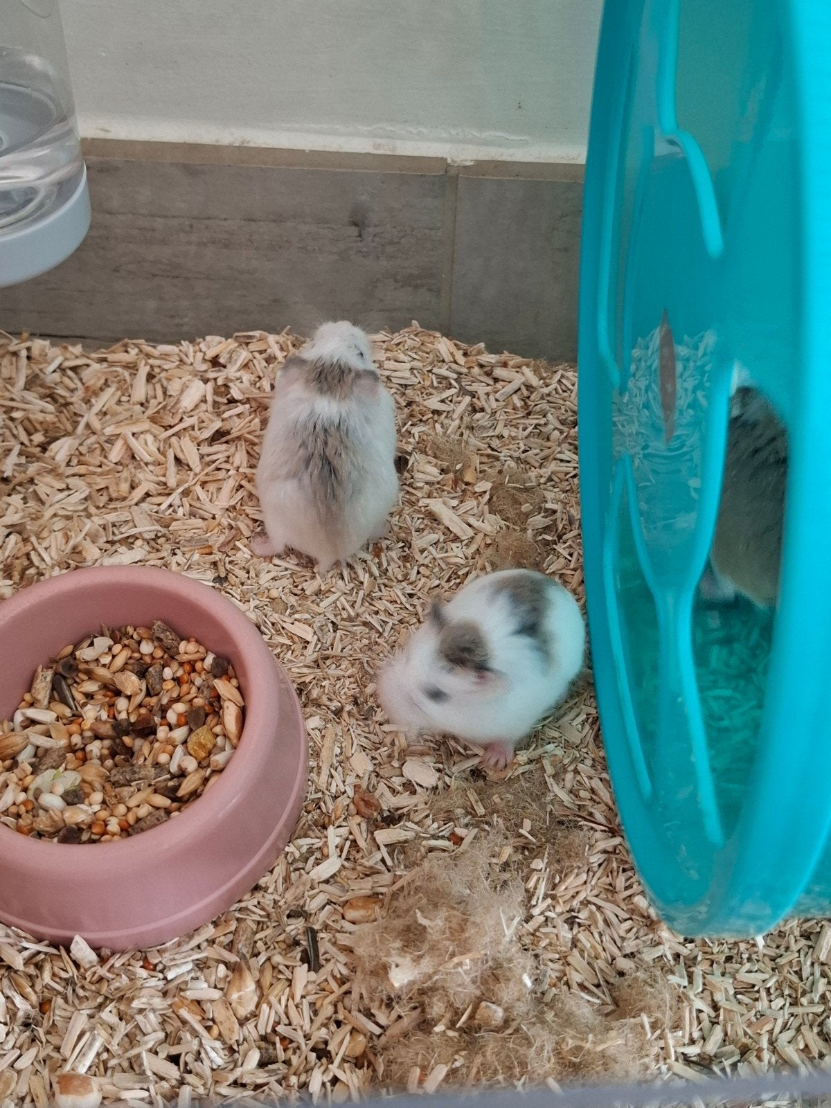Dwerghamster, Dieren en Toebehoren, Hamster, Meerdere dieren, Tam, September