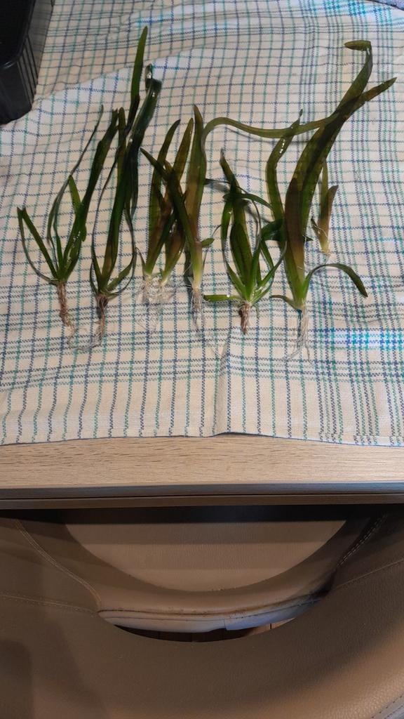 Reuze vallisneria, Dieren en Toebehoren, Ophalen