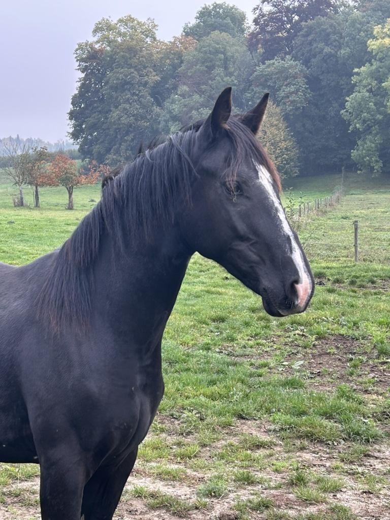 lieve 2j dressuur hengst, Dieren en Toebehoren, Paarden, Hengst, Onbeleerd, 165 tot 170 cm, 0 tot 2 jaar, Dressuurpaard, Met stamboom