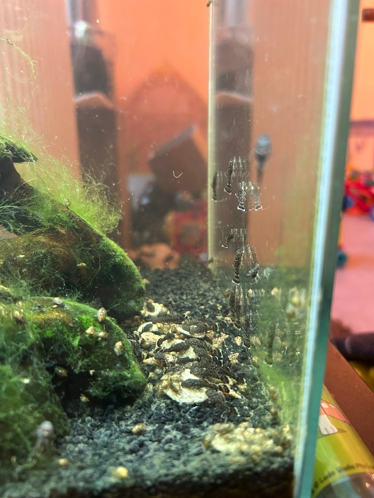 Ancistrus, Dieren en Toebehoren, Vis