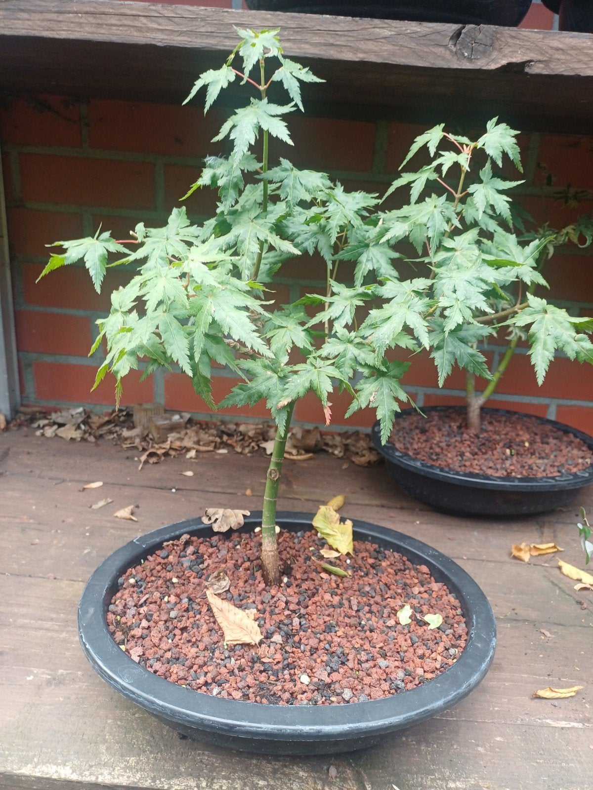 1 acer bonsai, Tuin en Terras, Planten | Bomen, Ophalen
