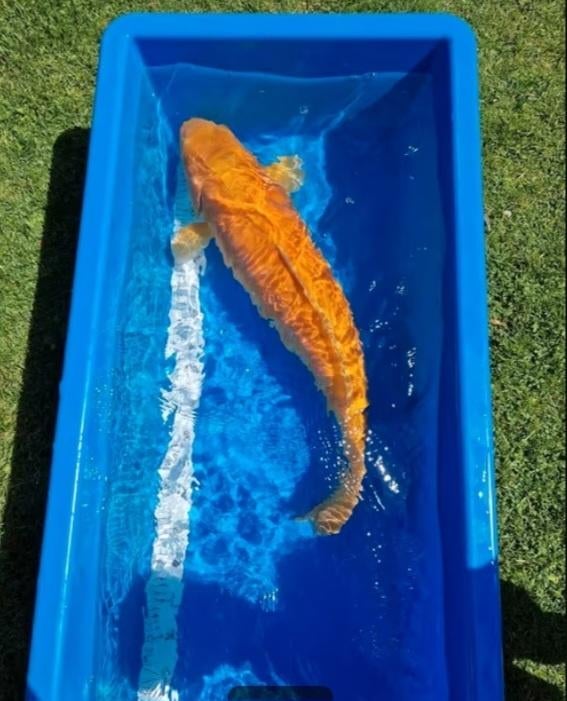 Japanse koi, Dieren en Toebehoren, Karper of Koi