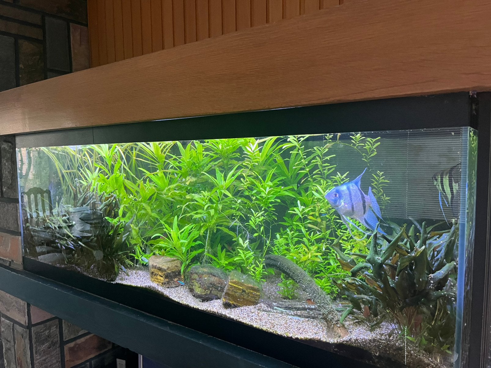 Aquarium, Enlèvement, Comme neuf, Filter