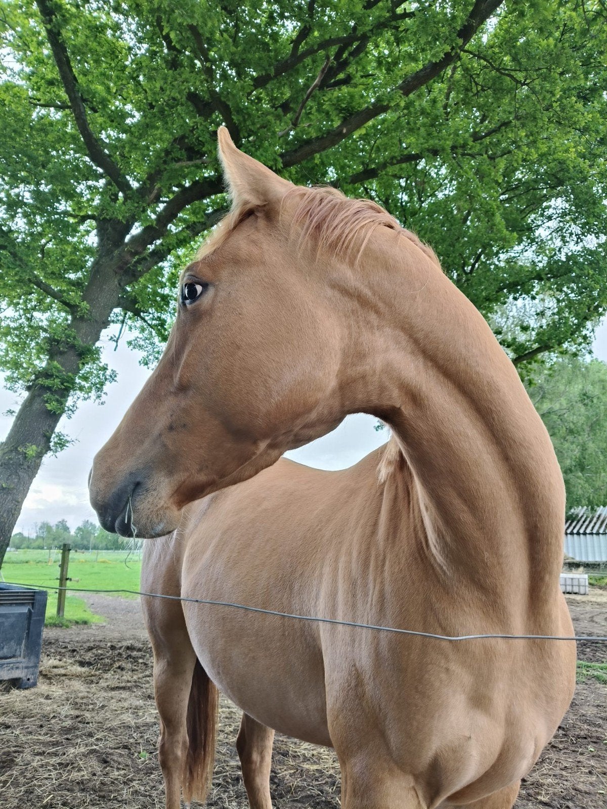 Lieve, knappe 3 jarige merrie, Dieren en Toebehoren, Minder dan 160 cm, Zadelmak, 3 tot 6 jaar, Recreatiepaard