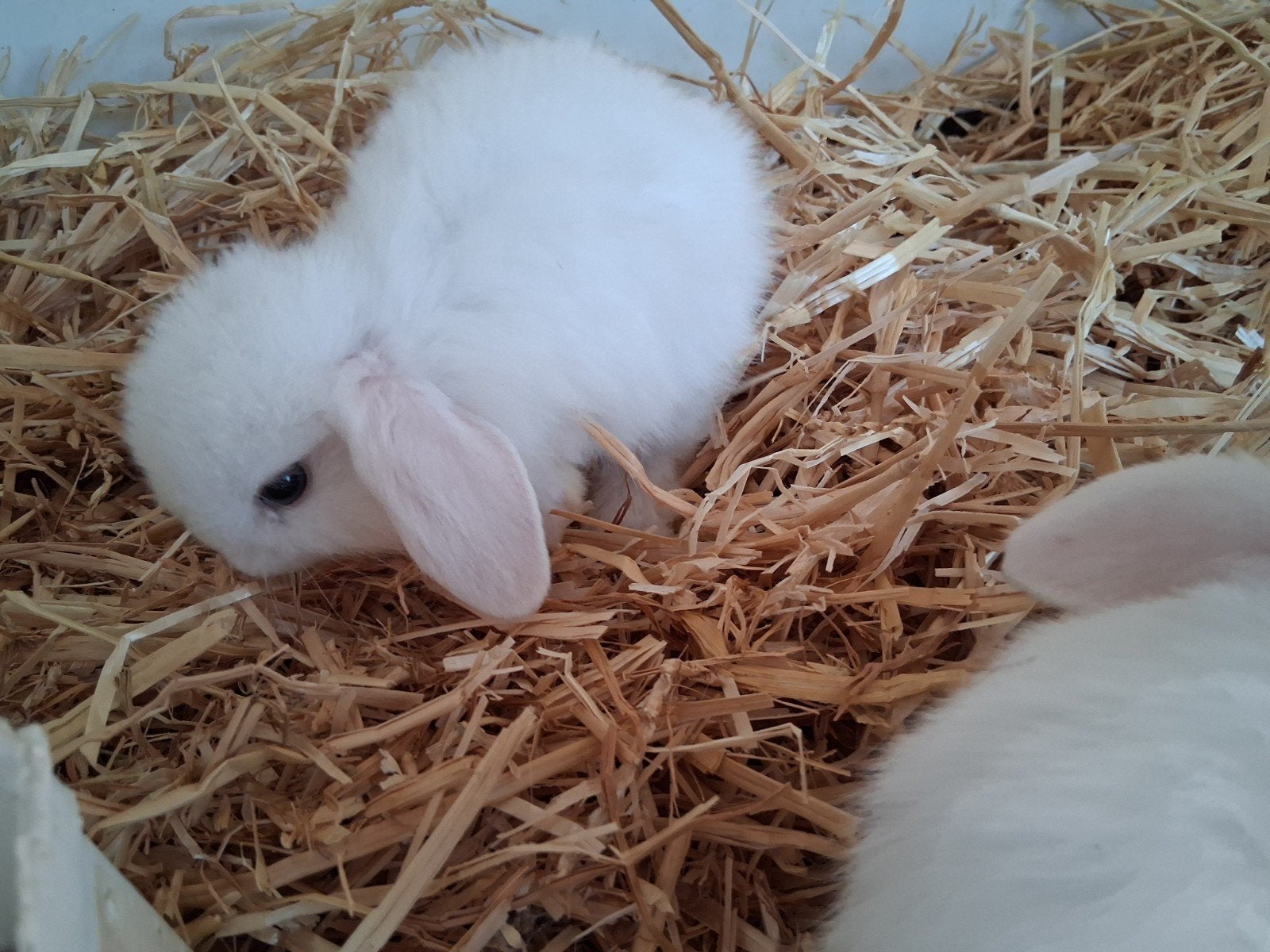 mini lops, Dieren en Toebehoren, Konijnen