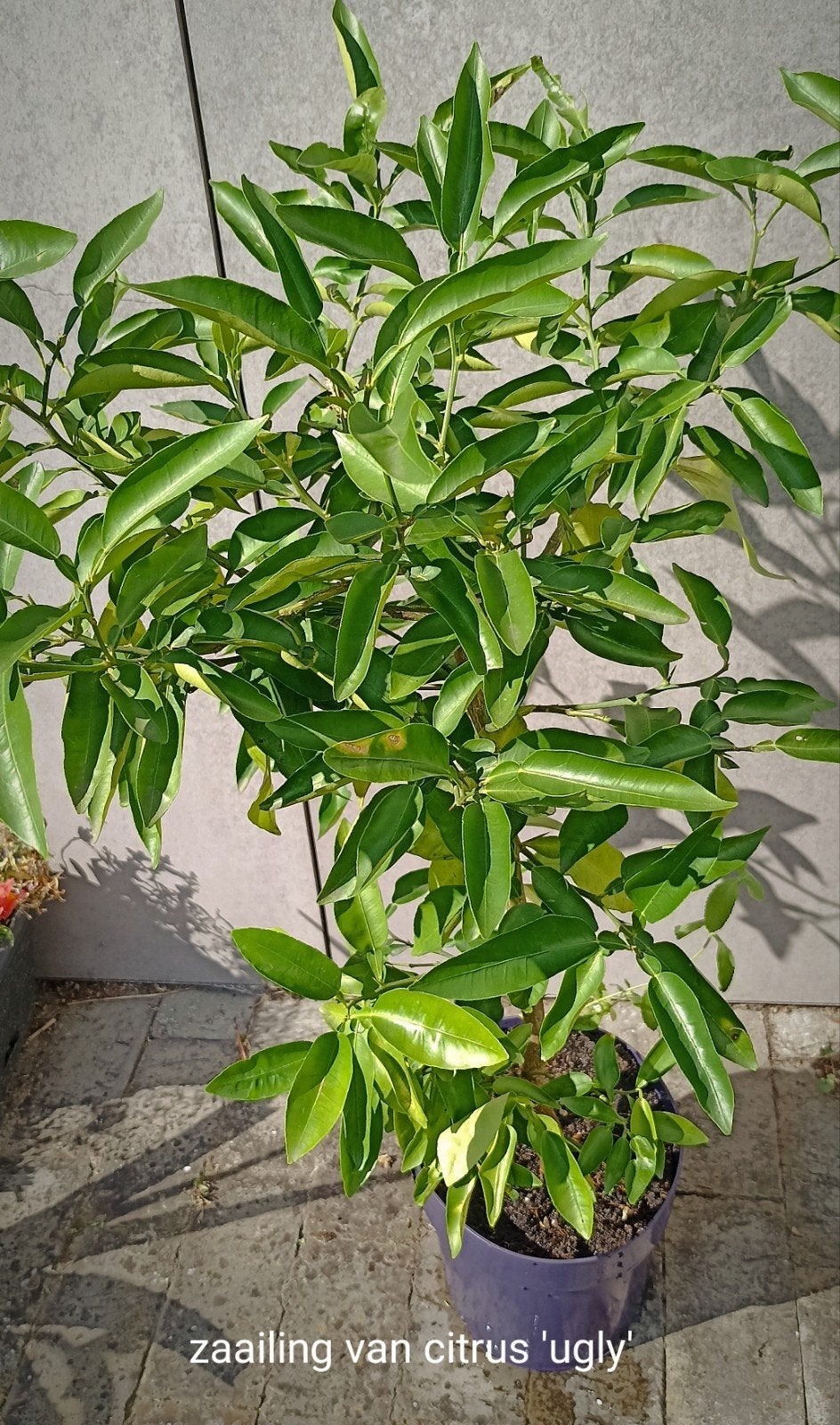 plantes faciles (d'intérieur ou de balcon), Jardin & Terrasse, Enlèvement