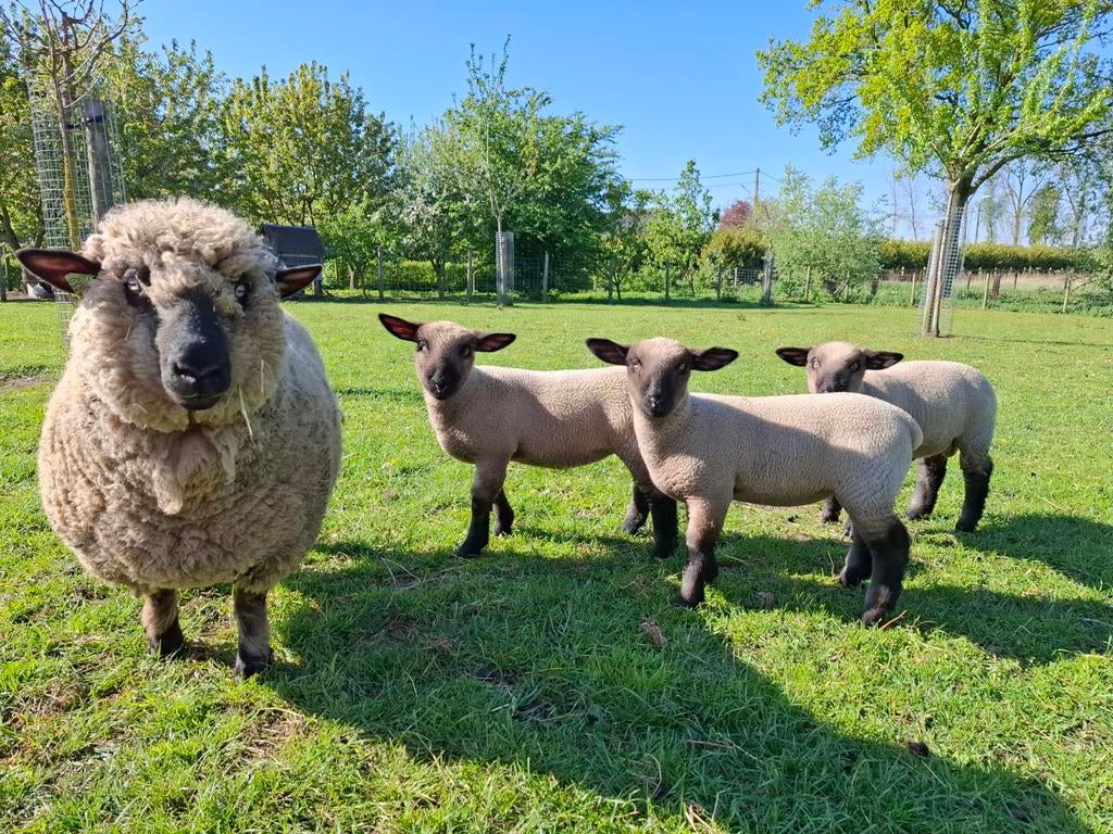 Hampshire down schaap ramlam, Dieren en Toebehoren, Mannelijk, Schaap, 0 tot 2 jaar