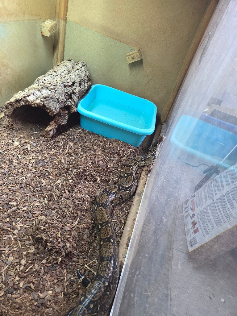 Boa, Animaux & Accessoires, Serpent, Domestique, 7 à 10 ans