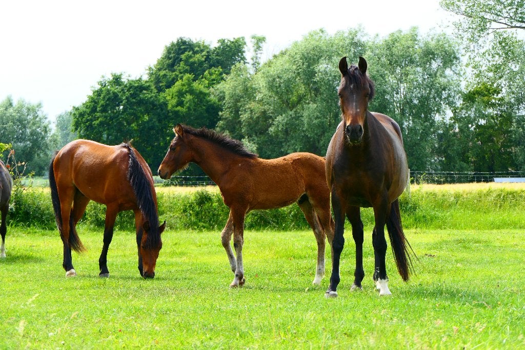 Poneys D à vendre, différents âges., Animaux & Accessoires, Poneys, Poney de dressage, Plusieurs animaux, Avec pedigree, Poney D (1.37 m à 1.48m)