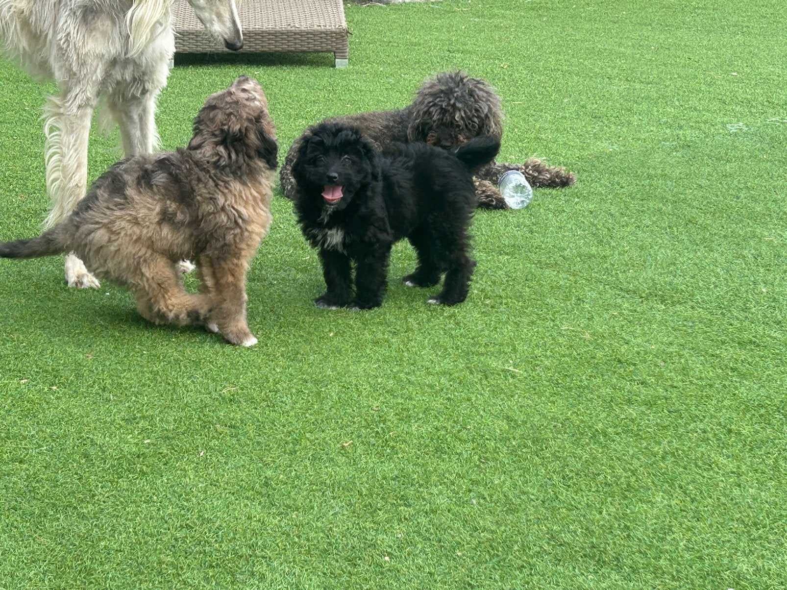 Zwart / wit Doodle reutje, Chien (mâle), Caniche, Hépatite contagieuse (maladie de Rubarth), Belgique