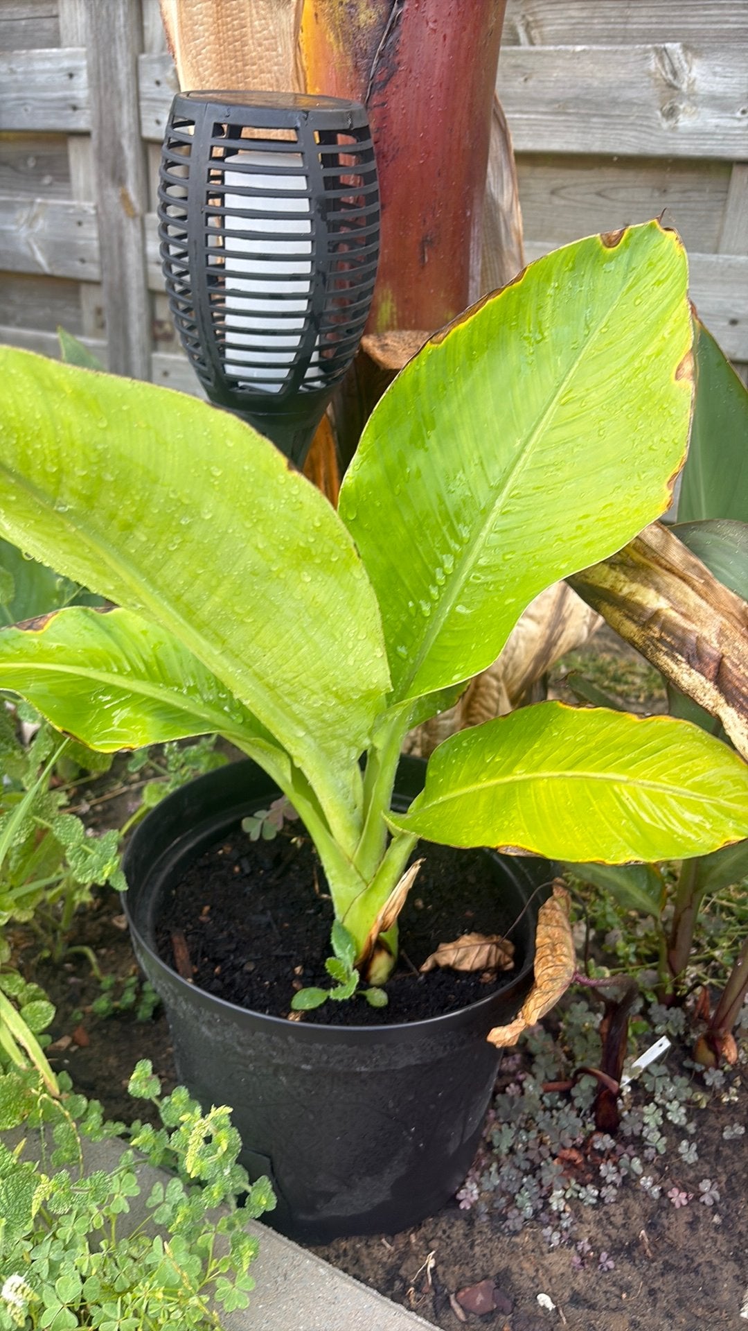 Ensete hiniba, Overige soorten, Volle zon, Vaste plant, Ophalen of Verzenden