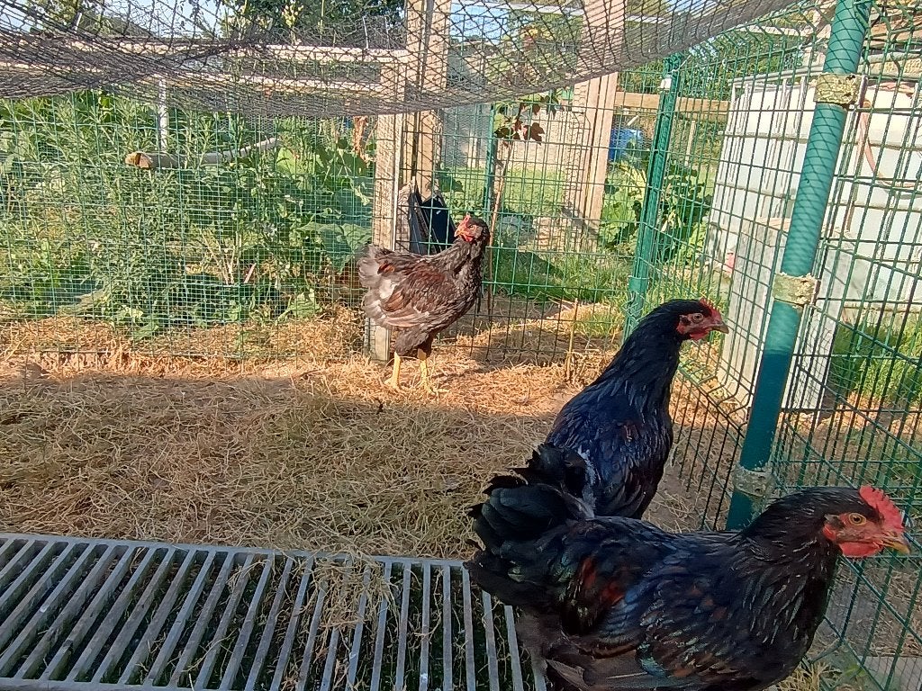 Barnevelder, Dieren en Toebehoren, Mannelijk, Kip