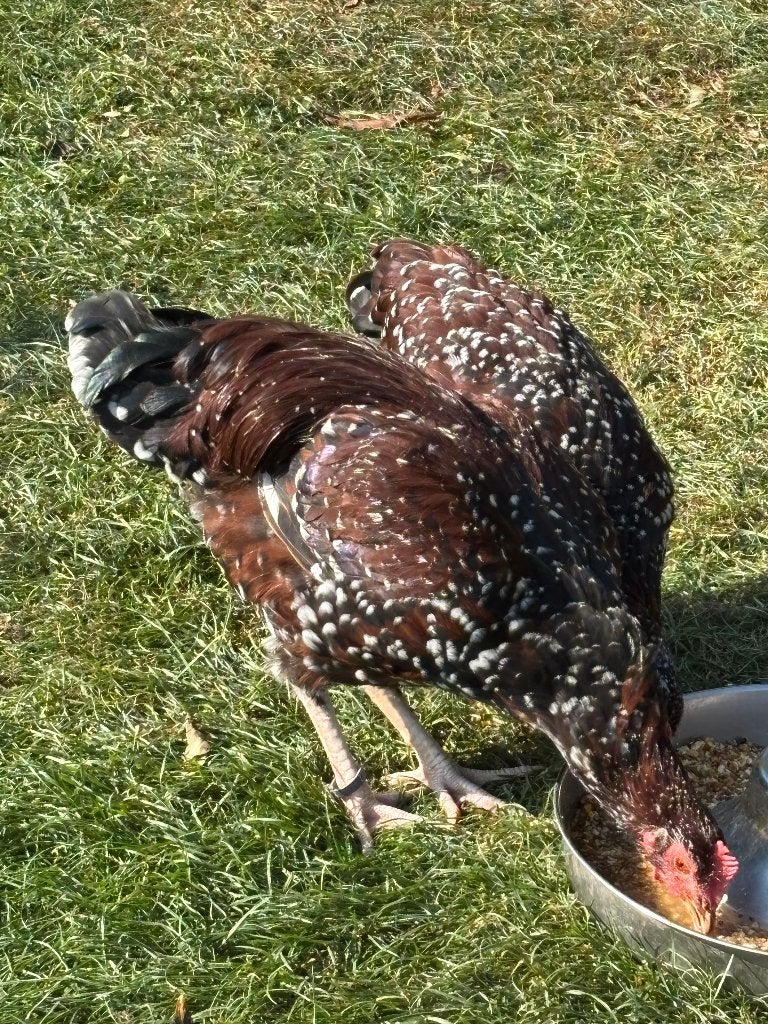2 Coq Sussex Porcelaine, Animaux & Accessoires, Mâle, Poule ou poulet