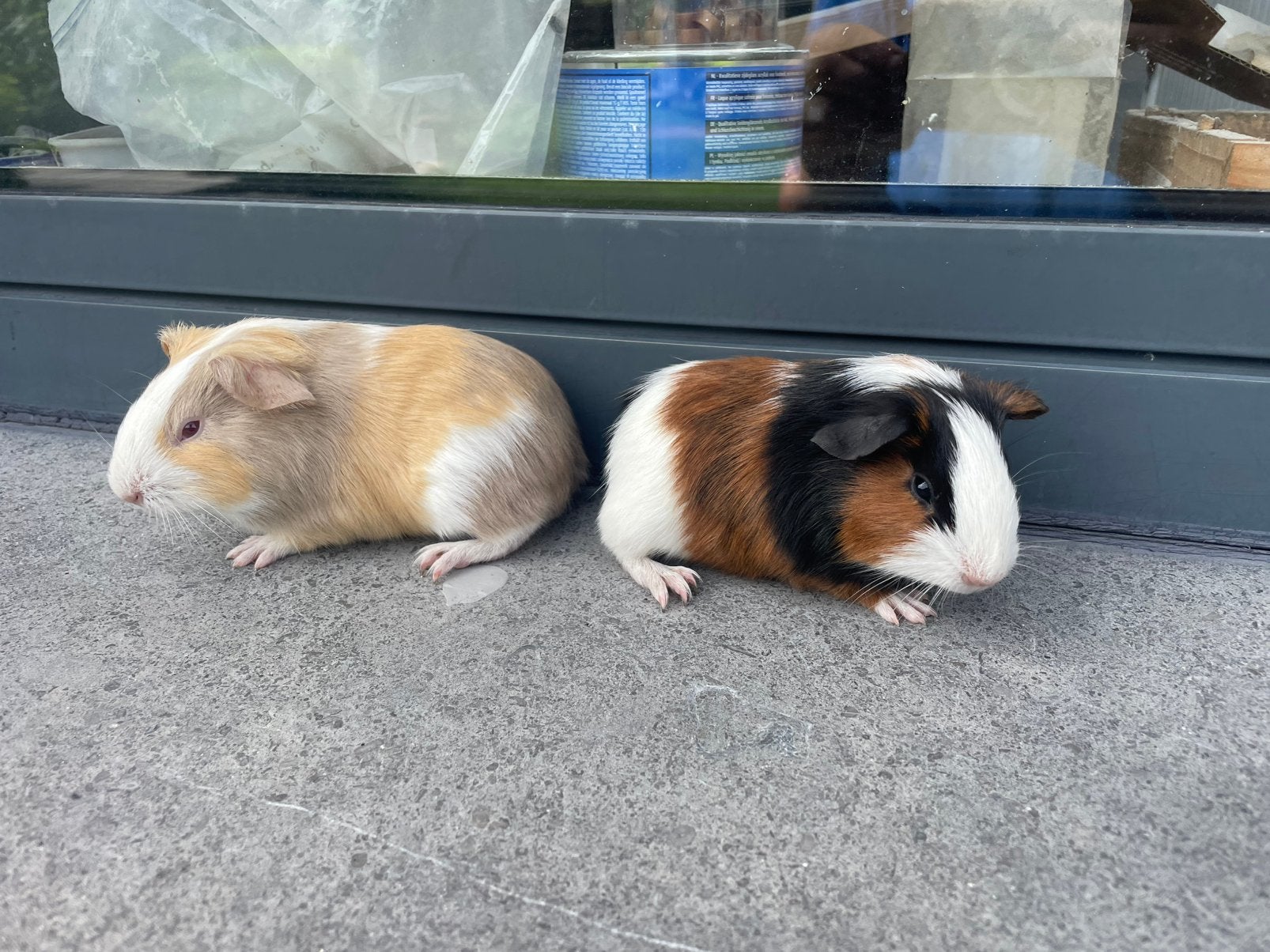 Jonge cavia’s, Cavia, April, Mannelijk, Tam