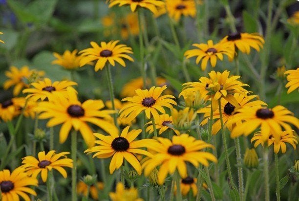 Rudbeckia Goldsturm of Gele Zonnehoede, Tuin en Terras, Planten | Tuinplanten, Ophalen, Zomer, Vaste plant, Volle zon