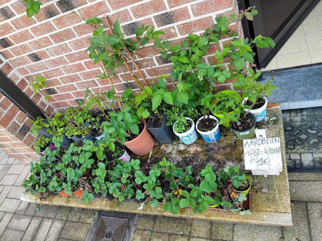 , frambozen, bramen, kersenstam, pruimenboom, blauwe bes, Tuin en Terras, Ophalen, In pot, Pruimenboom