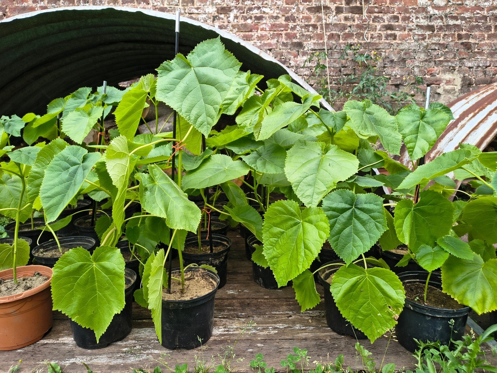 Anna Paulowna boompjes, Tuin en Terras, Planten | Bomen, Ophalen