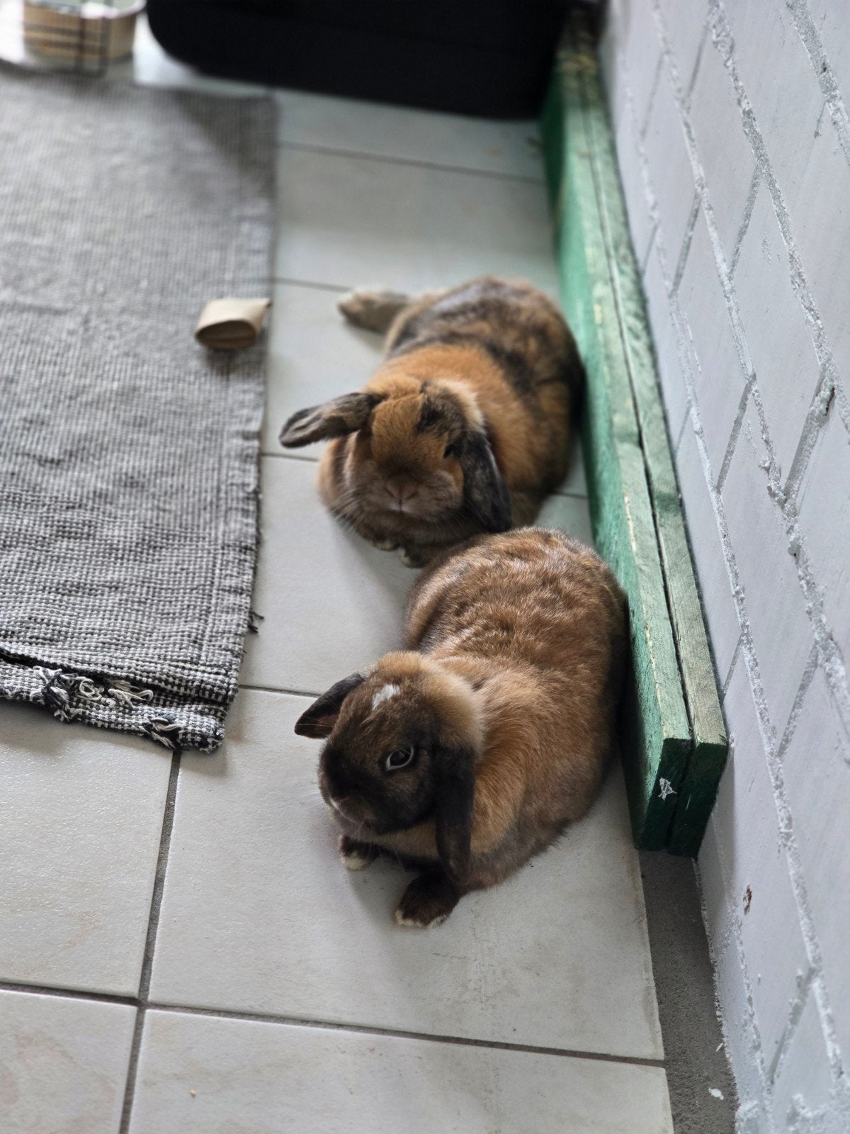 Koppeltje binnenkonijnen nhd  x minilop & minilop, Plusieurs animaux, Nain, Oreilles tombantes, 0 à 2 ans