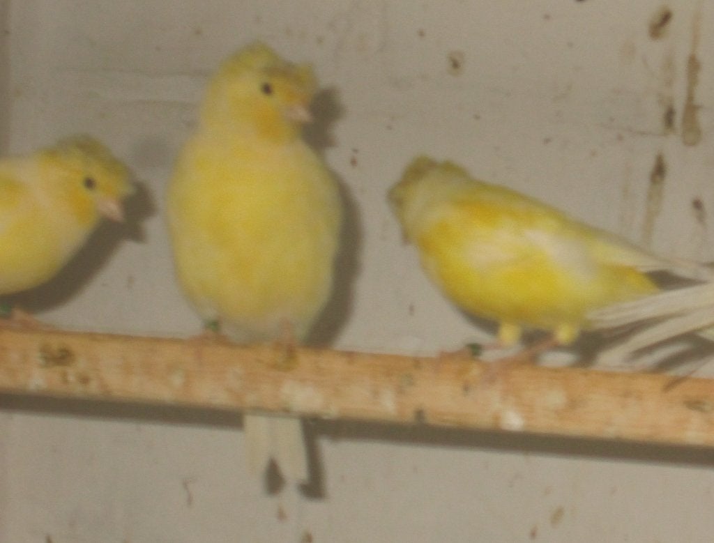 Duitse kuifkanaries, Dieren en Toebehoren, Meerdere dieren, Postuurkanarie