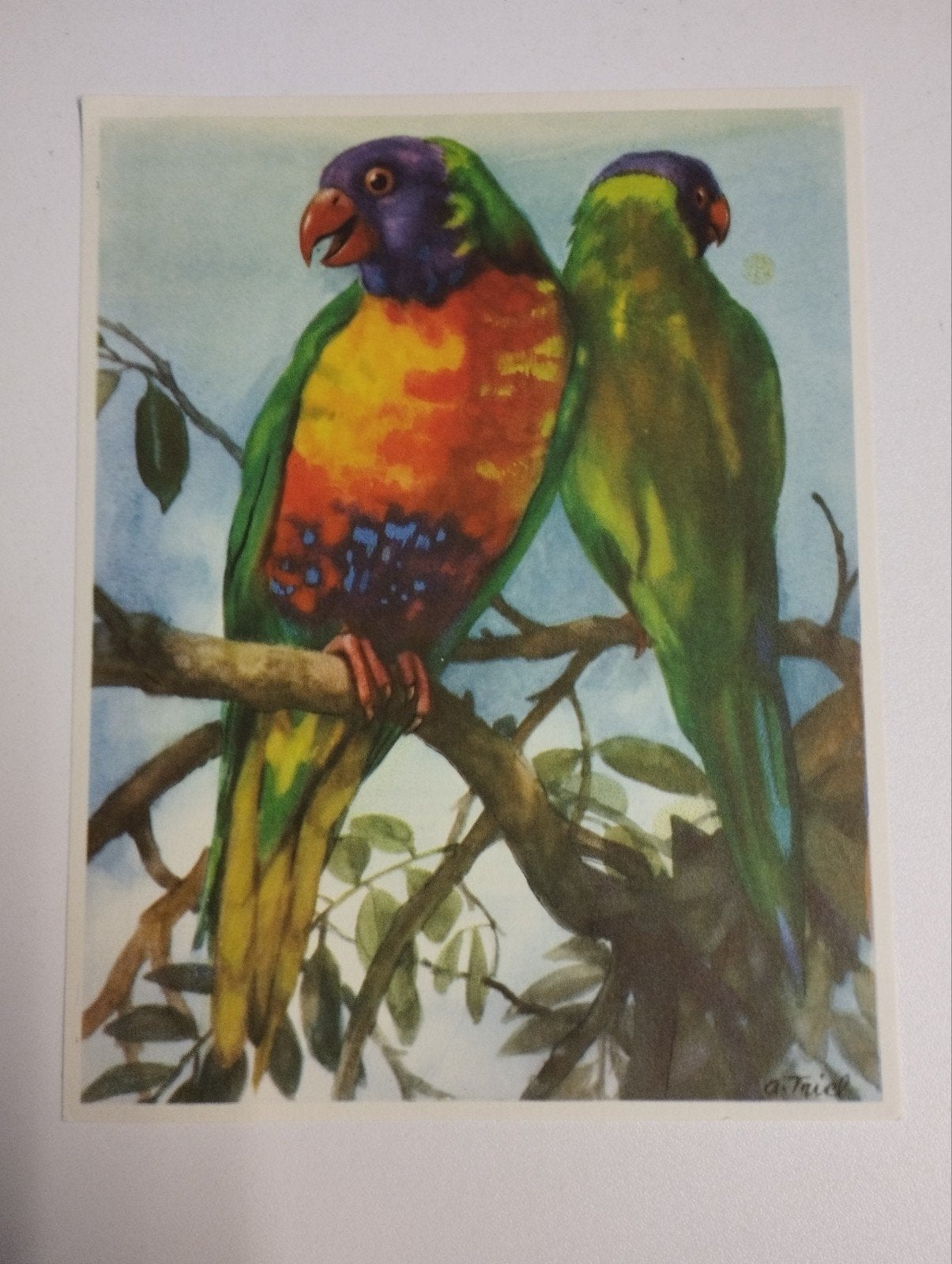 Een prent over een vogel over natuur kleur verschillende, Verzamelen, Ophalen, Natuur, Prent