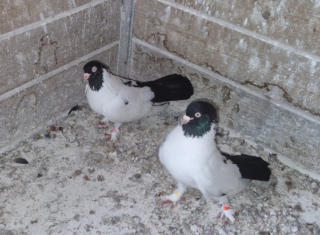 de Kelebek, Plusieurs animaux, Autres espèces