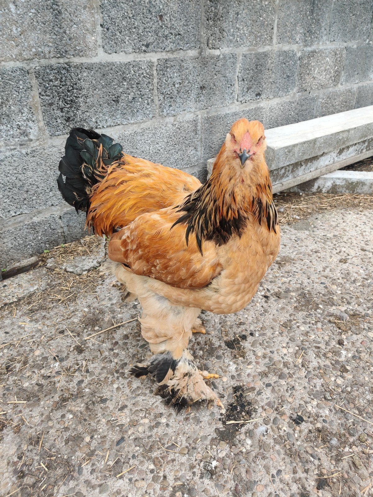 GH Brahma hanen, Dieren en Toebehoren, Mannelijk, Kip