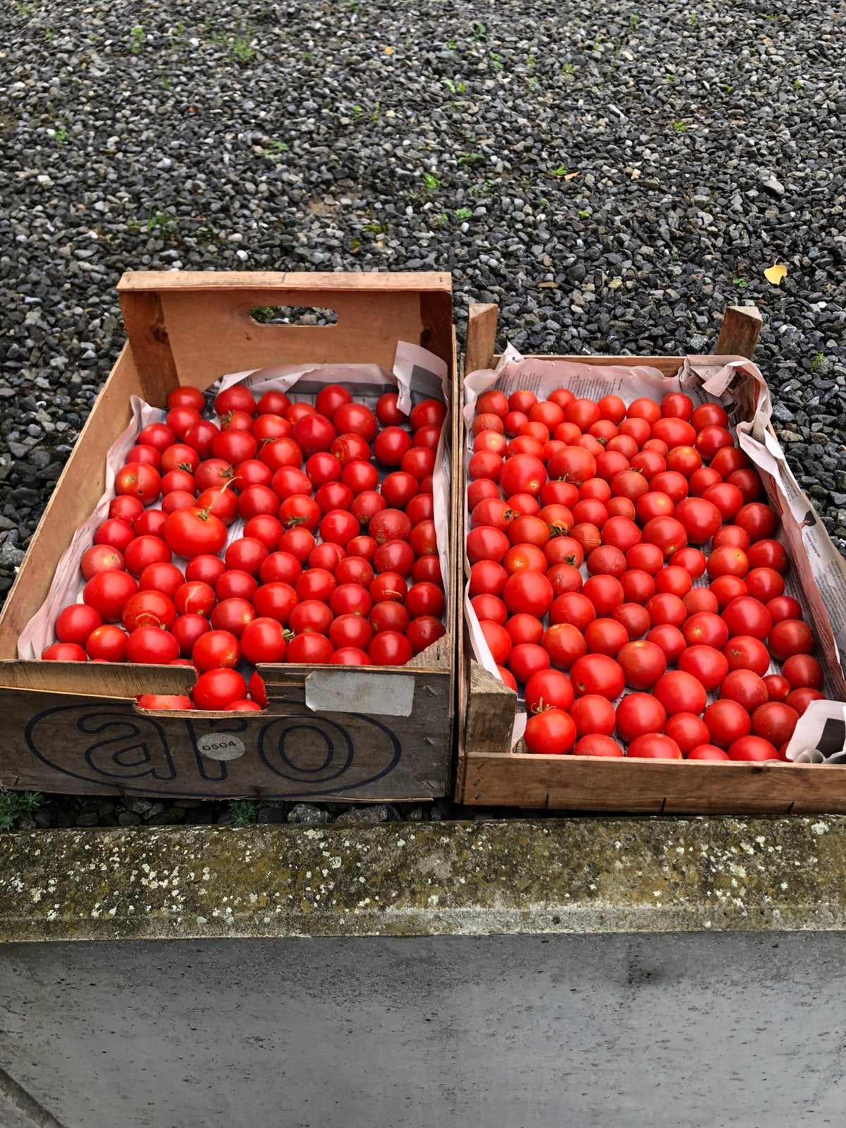 Tomaten, Ophalen