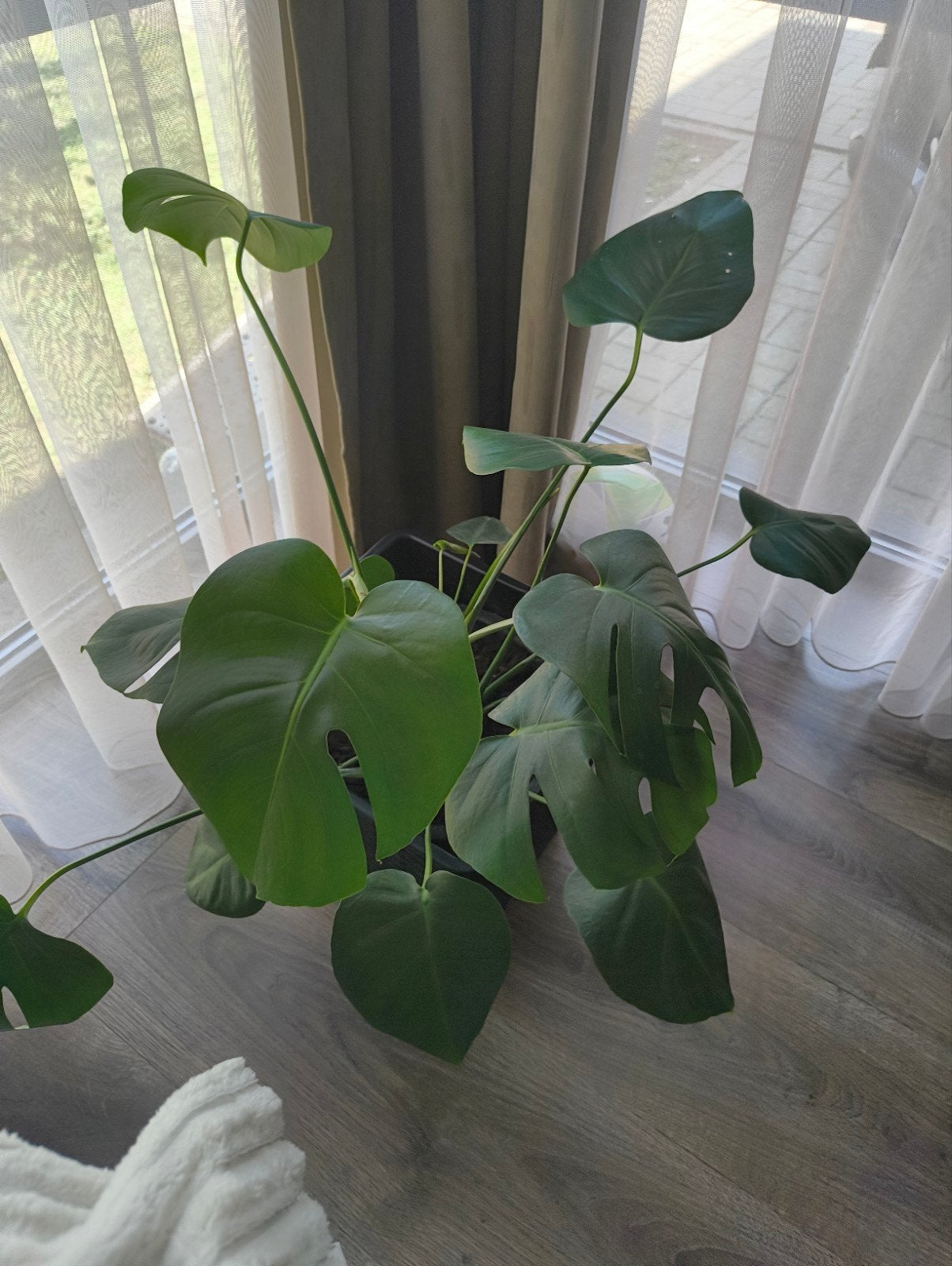 Kamerplant Monstera, Ophalen, Overige soorten, Halfschaduw, In pot