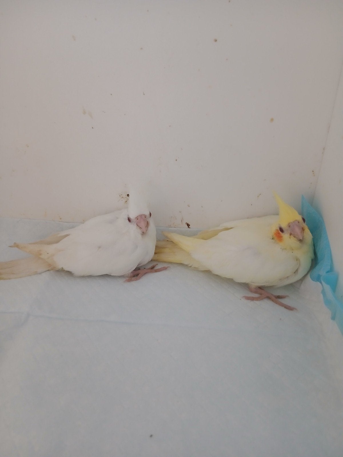 Valkparkieten hantam, Animaux & Accessoires, Oiseaux | Perruches & Perroquets, Perruche, Sexe inconnu, Domestique