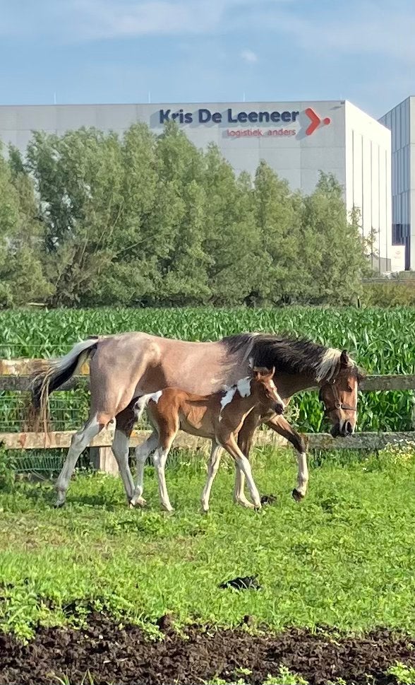 Sport pony, Dieren en Toebehoren, Pony's, Merrie, Onbeleerd, D pony (1.37m tot 1.48m), Springpony, 3 tot 6 jaar, Met stamboom