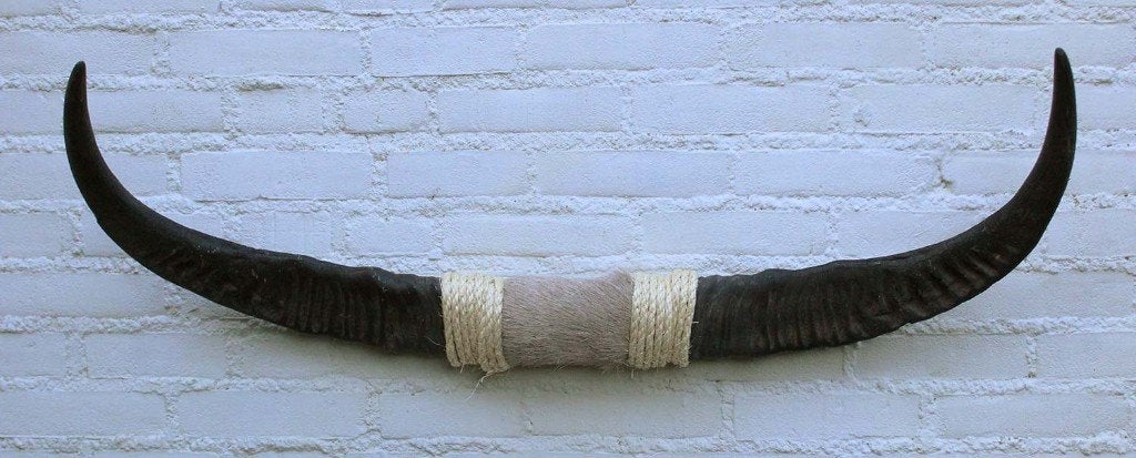 Texas style BULLBAR- 96 cm - waterbuffel hoorns (ref. i2), Verzamelen, Dierenverzamelingen, Ophalen, Nieuw, Wild dier, Overige typen