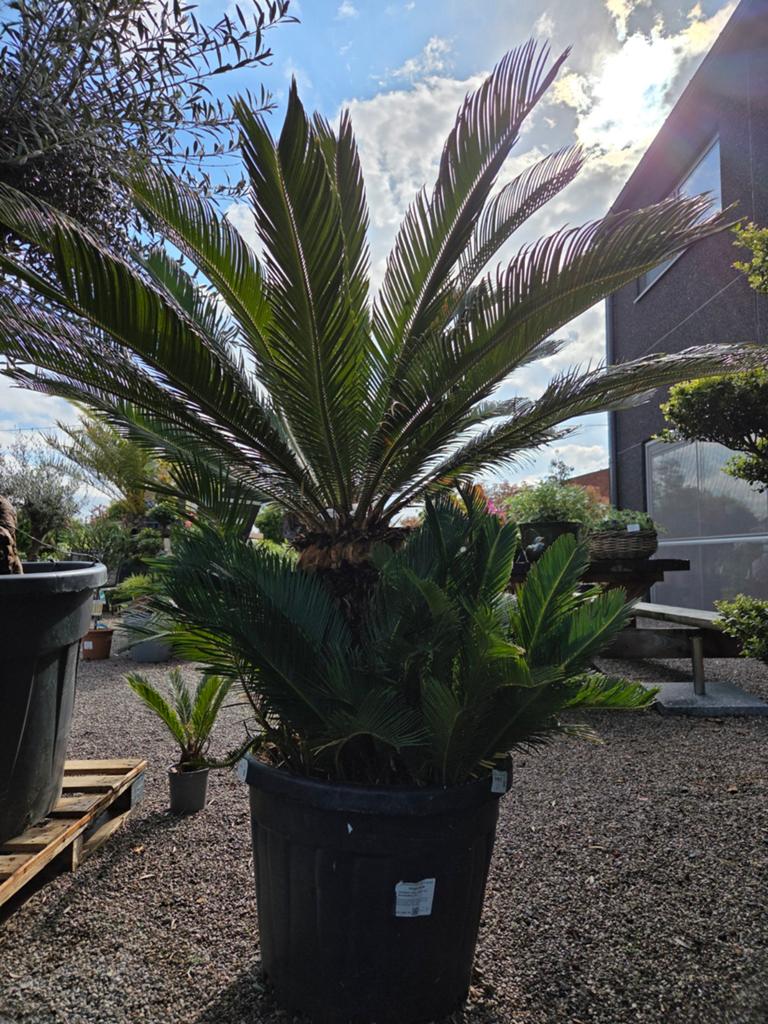 Vredespalm - Cycas Revoluta, Jardin & Terrasse, Plantes | Jardin, Enlèvement