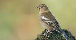 pinson à deux doigts 0-1 20-25, Animaux & Accessoires, Oiseaux | Oiseaux Autre, Femelle, Oiseau chanteur sauvage, Domestique