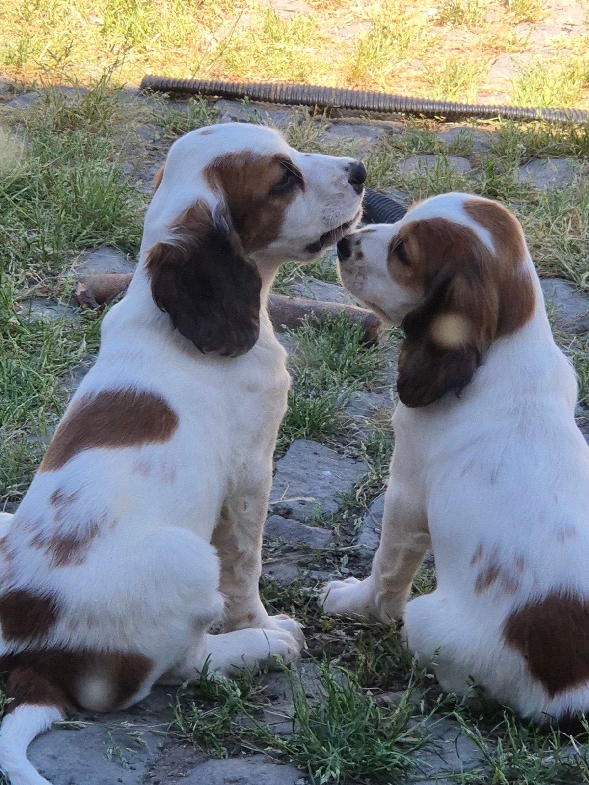 Engelse Cocker Spaniël pups, Animaux & Accessoires, Plusieurs, Éleveur | Loisir, Hépatite contagieuse (maladie de Rubarth), Belgique