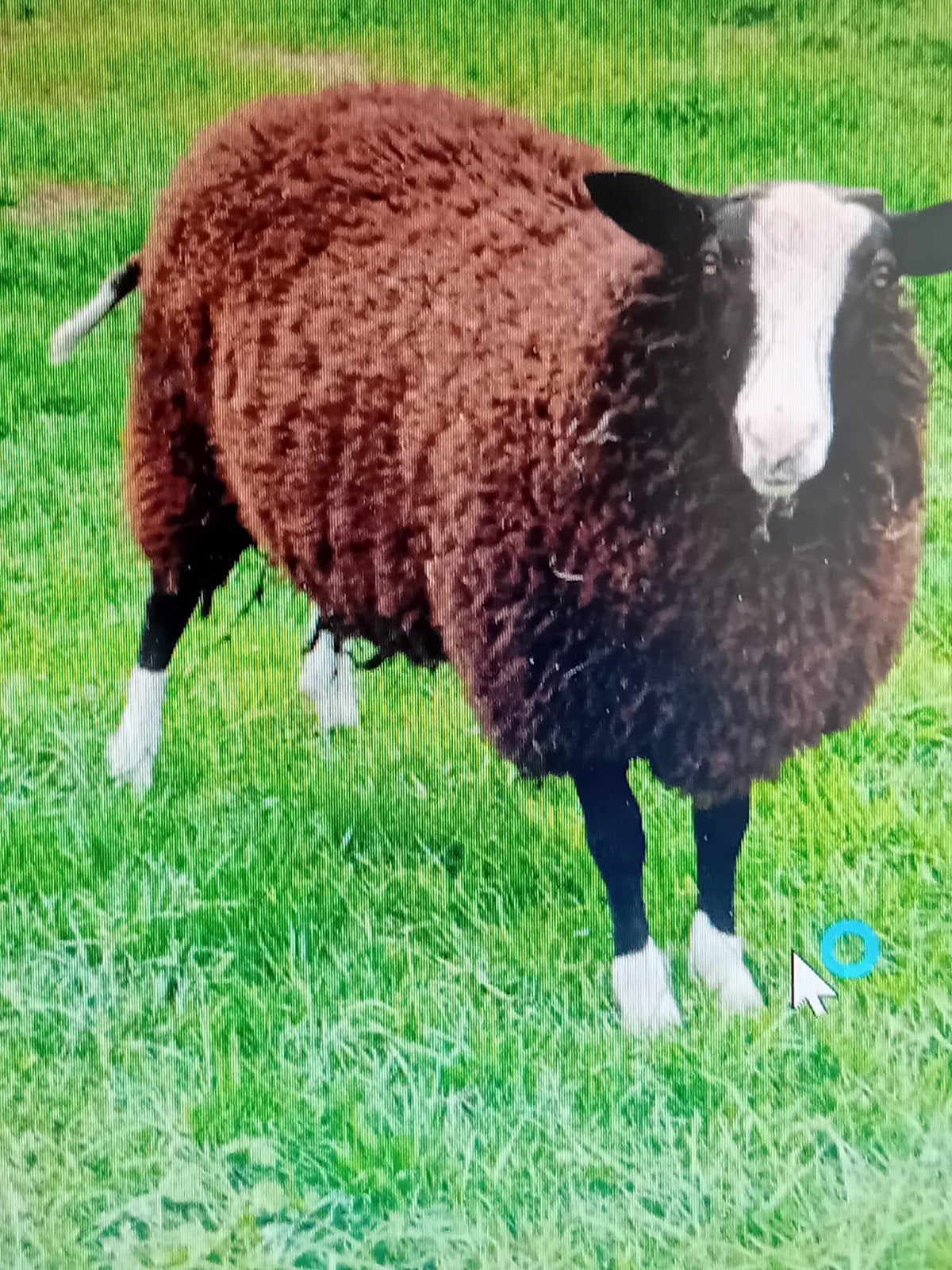 2 schapen  bokken 1x 1.5 jaar en 1x 9 maanden, Dieren en Toebehoren, Schaap