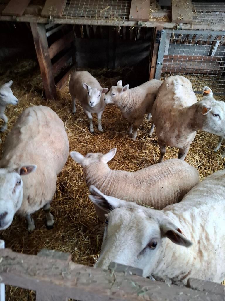 Moutons, chèvres