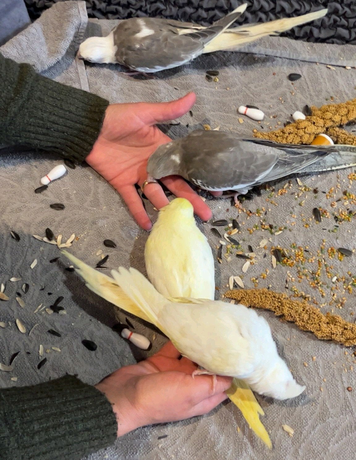 Calopsittes apprivoisé avec certificat ADN, Dieren en Toebehoren