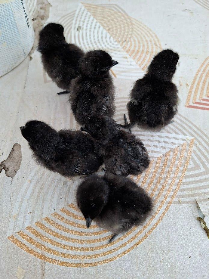 Poussins de Ayam cemani, Animaux & Accessoires, Sexe inconnu, Poule ou poulet