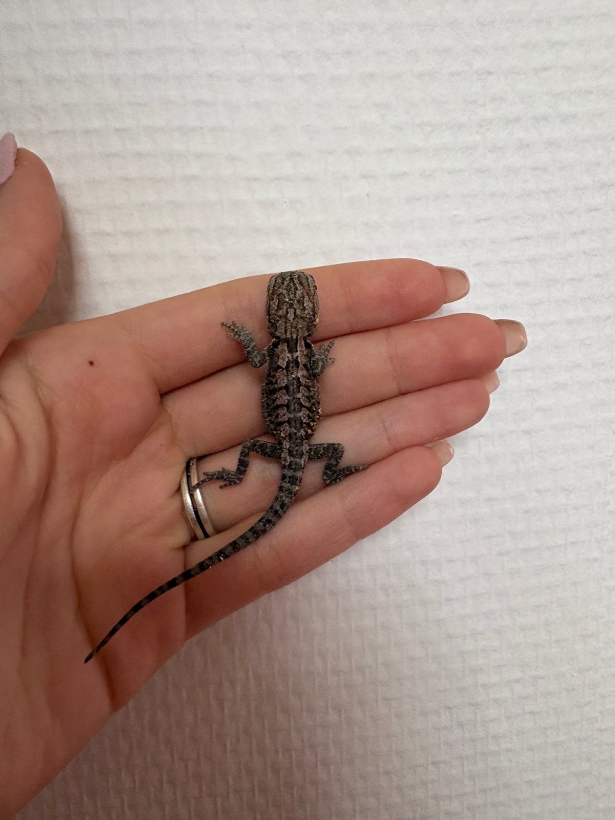 Babybaardagaam, Animaux & Accessoires, Reptiles & Amphibiens, Autres espèces, Domestique, 0 à 2 ans