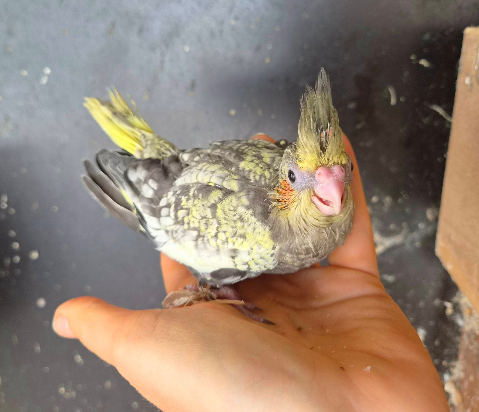 Jonge handtamme valkparkiet, Dieren en Toebehoren, Vogels | Parkieten en Papegaaien, Geslacht onbekend, Parkiet, Tam