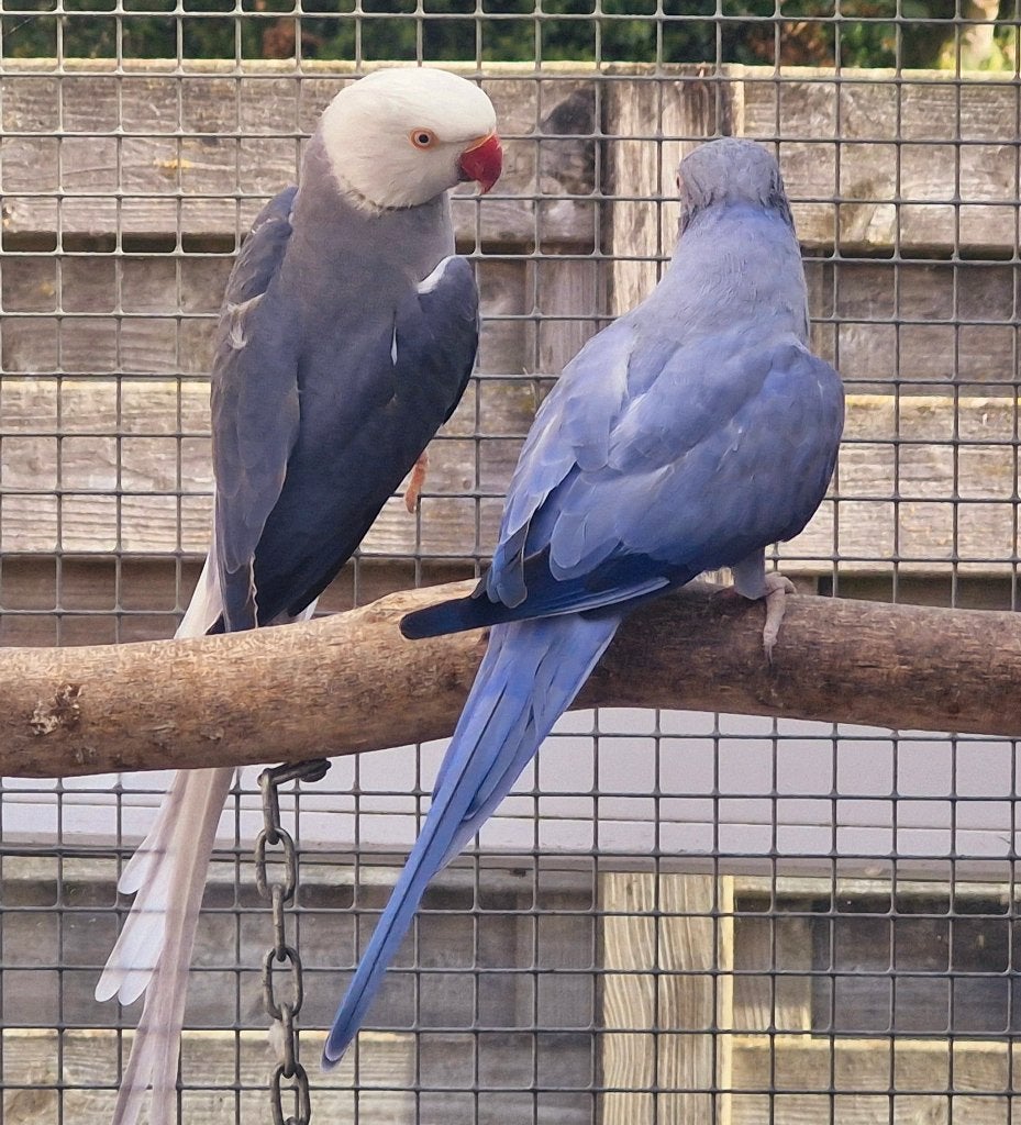 Koppel halsbandparkieten violet opaline 2023 x 2022, Dieren en Toebehoren, Geringd