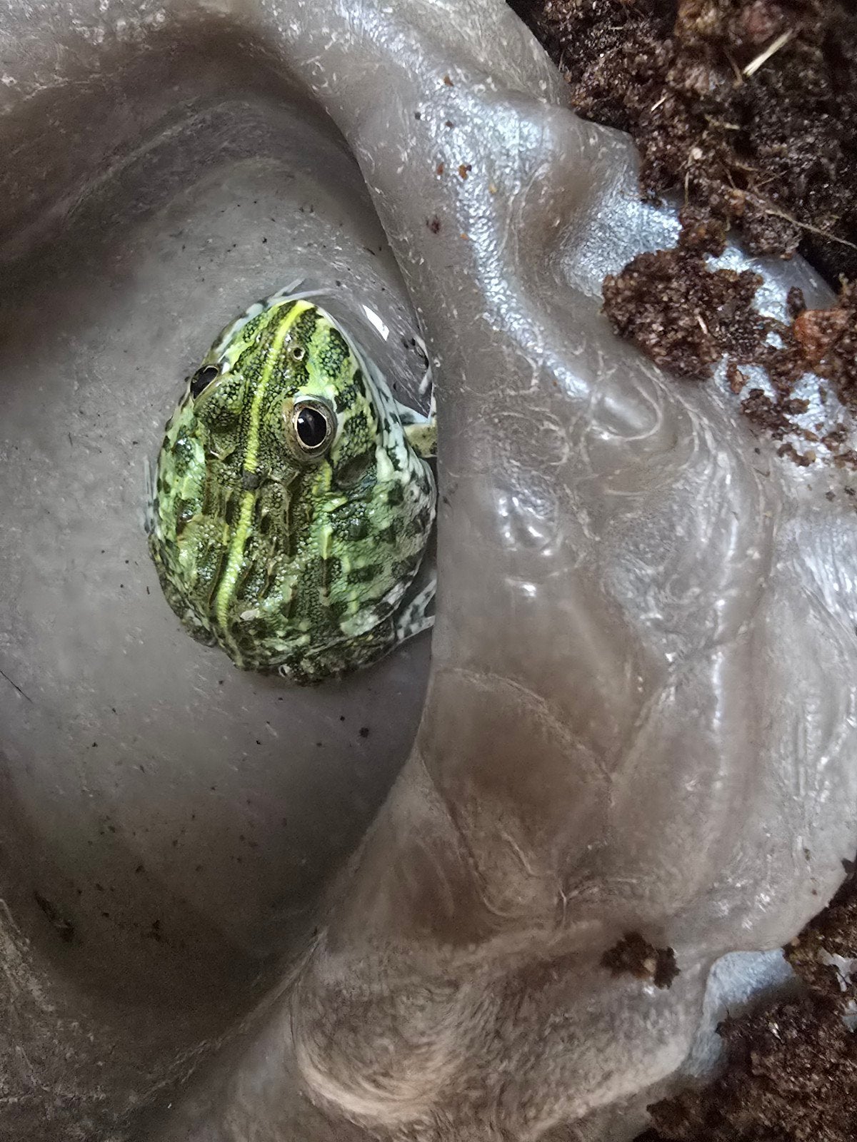 Nakweek afrikaanse stierkikkers, Animaux & Accessoires, Reptiles & Amphibiens, Amphibien